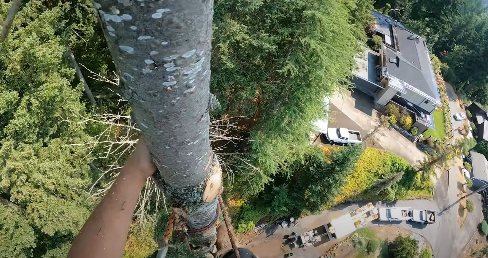 Aerial view of tree removal service in El Monte, CA