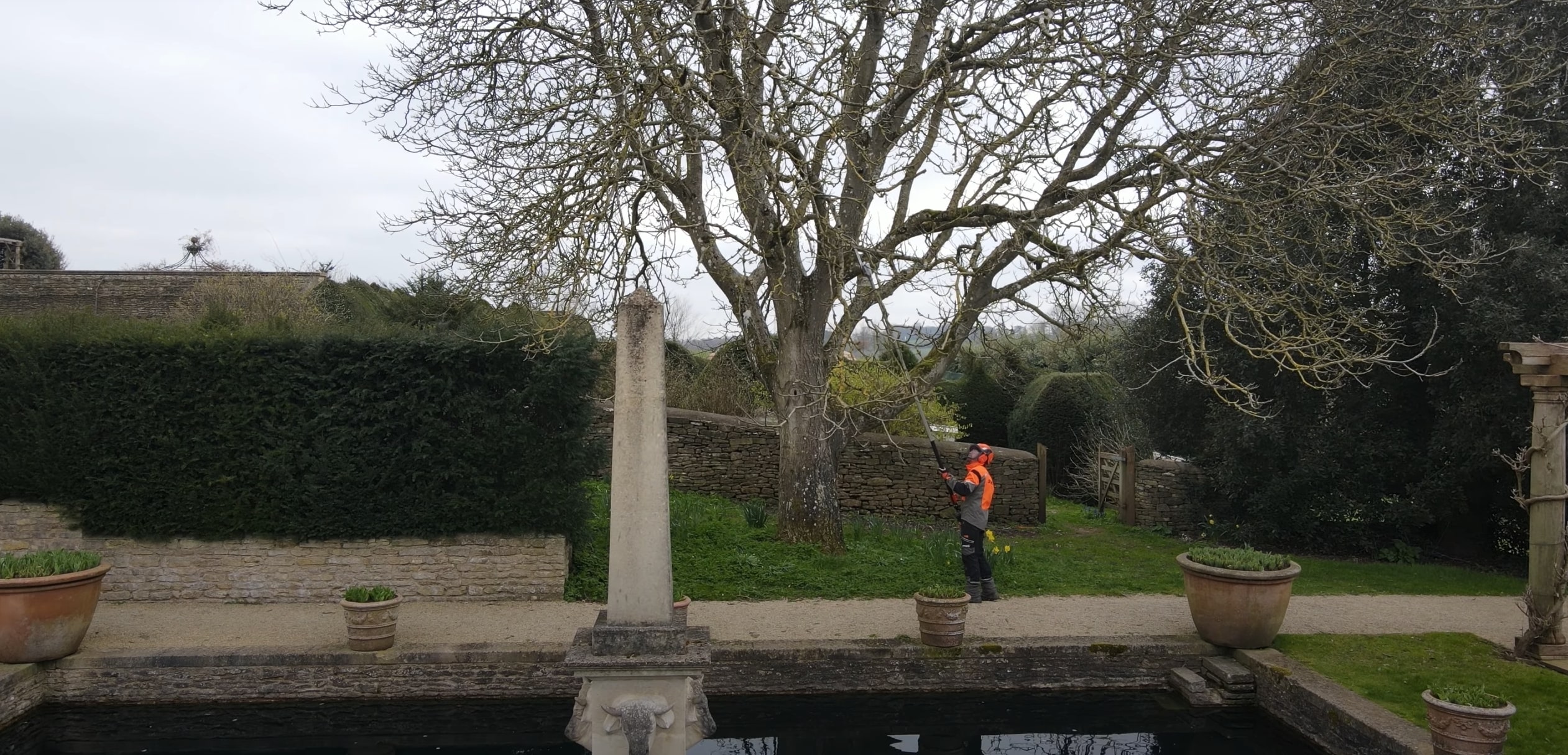 Professional tree pruning service being performed in El Monte, CA